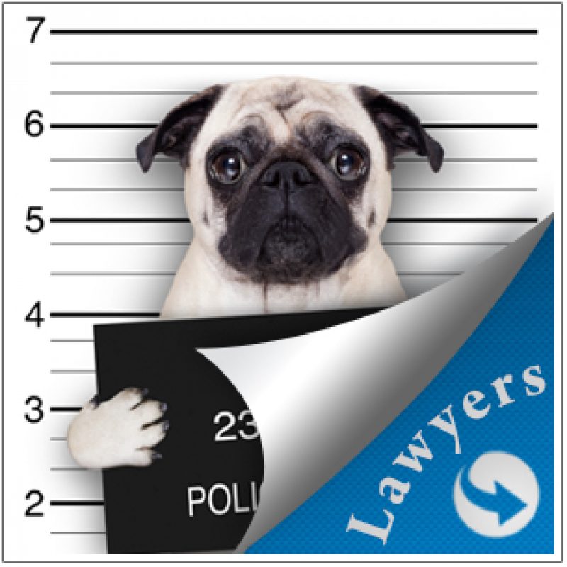 Dog Lawyers